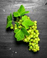 bunch of green grapes. photo