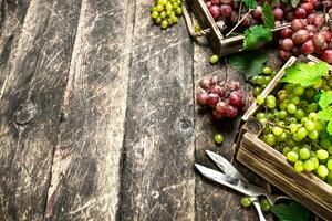 Fresco cosecha de uvas en cajas foto