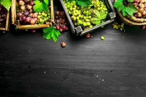 Fresh harvest of red and green grapes. photo