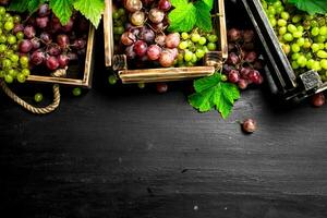 Fresh harvest of red and green grapes. photo