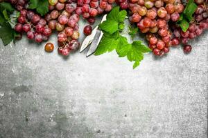 Bunches of red grapes in with leaves. photo