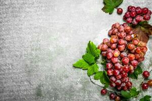 bunch of red grapes. photo