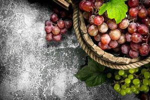 Fresco uvas en un de madera balde. foto