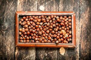 Hazelnuts in the old tray. photo