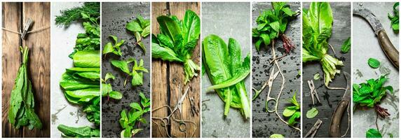 Food collage of herb . photo