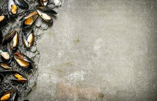 Fresh clams with fishing net and ice. On stone table. photo