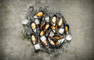 Fresh clams with fishing net and ice. On stone table. photo