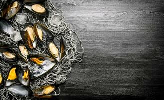 Clams on the fishing net. On black wooden background. photo