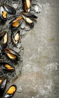 Fresh clams with fishing net and ice. On stone table. photo
