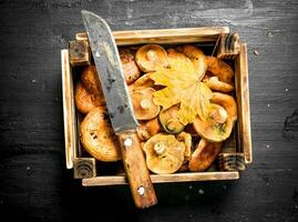 Fresh mushrooms in a box. photo