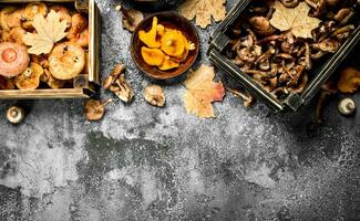 Different mushrooms in a boxes. photo