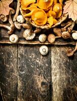 Fresh mushrooms, honey agarics and chanterelles. photo