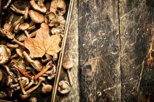 Fresh mushrooms honey agaric in an old box. photo