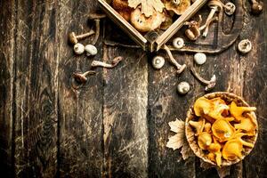 Fresh mushrooms, honey agarics and chanterelles. photo