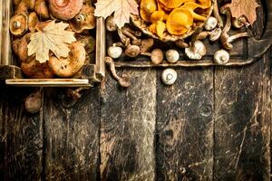 Fresh mushrooms, honey agarics and chanterelles. photo