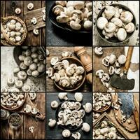 comida collage de hongos. foto