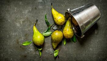 Fresh pears with leaves in a metal bucket. photo