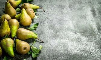 Ripe pears with leaves. photo