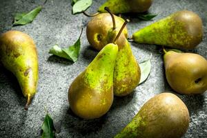 Ripe pears with leaves. photo