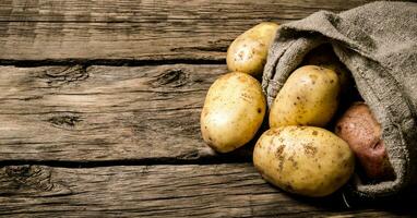 Fresh potatoes in an old sack on wooden background. Free place for text. photo