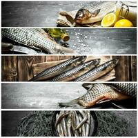 Food collage of raw fish . photo