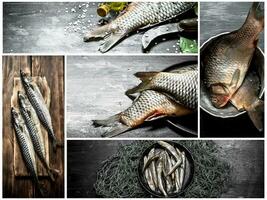 Food collage of raw fish . photo