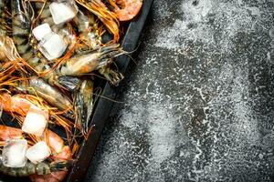 Shrimps with ice on a tray. photo