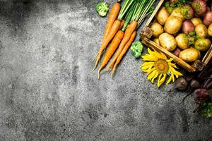 Organic food. Harvested vegetables. photo