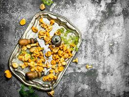 Fresh chanterelles mushrooms with herbs and an old knife on a steel tray. photo