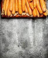 Organic carrots. On rustic background. photo