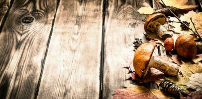 Autumn mushrooms with maple leaves. photo