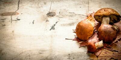 Autumn mushrooms with maple leaves. photo