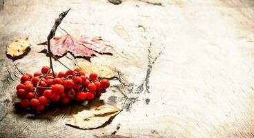 serbal bayas y otoño hojas. foto