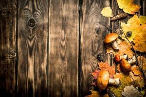 Autumn mushrooms with maple leaves. photo