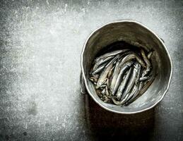 Sprat in the old pot. photo