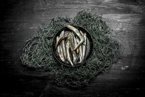 Sprats in a bowl on the fishing net. photo