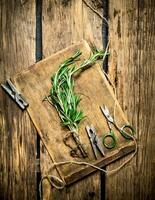 Branch of spicy rosemary with old scissors. photo