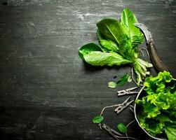 Fresh herbs with an old knife. photo