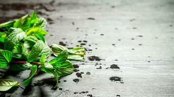 Bunches of fresh mint. photo