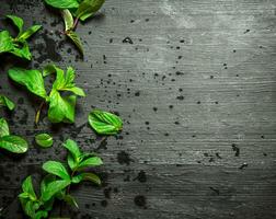 Bunches of fresh mint. photo