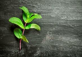 Branch of fresh mint. photo