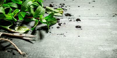 Bunches of fresh mint with scissors. photo