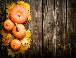 utumn harvest. Pumpkin with autumn leaves. photo