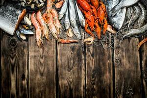 variety of seafood on a fishing net. photo