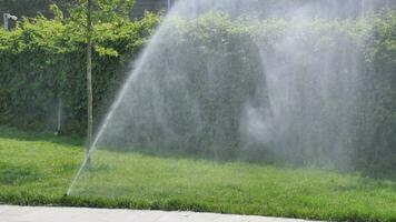 automatico irrigazione erba, giardino prato spruzzatore nel azione. video