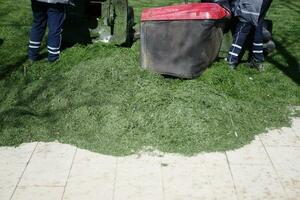 Man Trimming Grass In A Garden Using A Lawnmower, photo