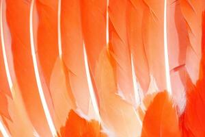 orange feather on a gray color background photo