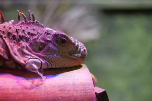 close up of Spiny Lizard Looks Around photo