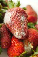 Gray Mold on strawberries on table , photo