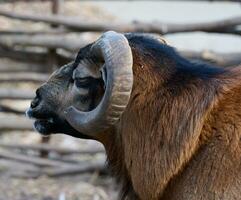 Head with horns of Cameroonian sheep photo